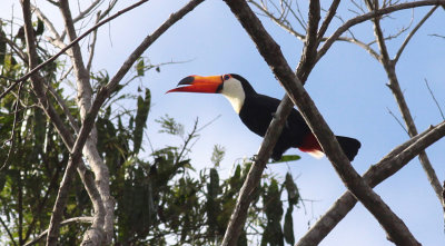 Toco Toucan