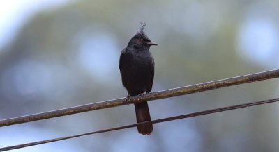 Crested Black-Tyrant