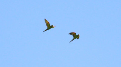 White-eyed Parakeets