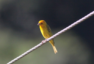 Saffron Finch