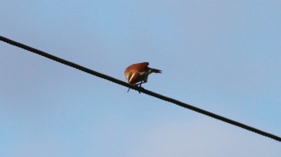 Tail-banded Hornero