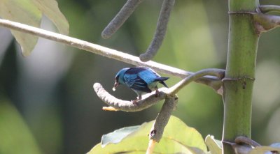 Blue Dacnis