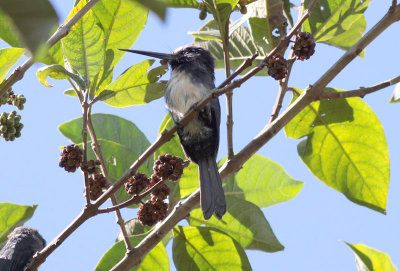 Three-toed Jacamar