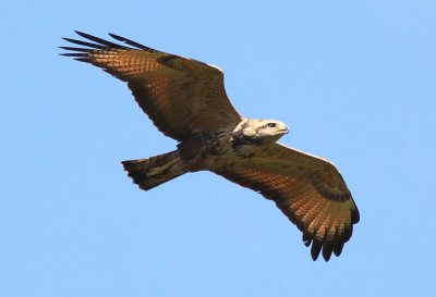 Savannah Hawk