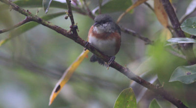 Bay-chested Warbling-Finch