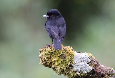 Blue-billed Black-Tyrant