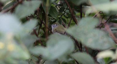 Serro Do Mar Tyrannulet