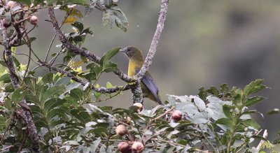 Gray-winged Cotinga