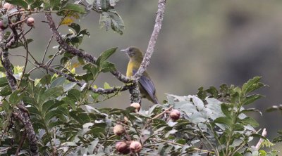 Gray-winged Cotinga