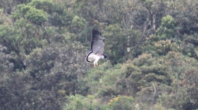 White-tailed Hawk