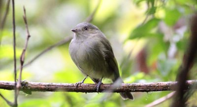 Serra do Mar Tyrant-Manakin