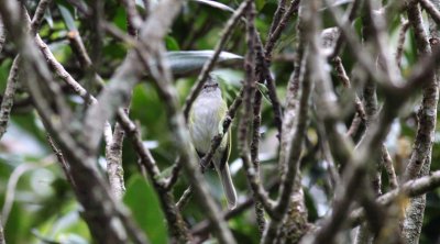 Gray-capped Tyrannulet