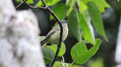 Planalto Tyrannulet