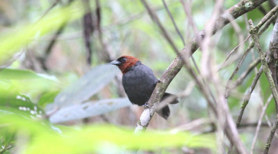 Chestnut-headed Tanager