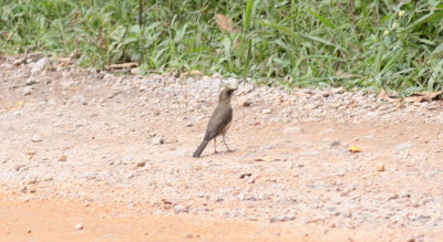 Creamy-bellied Thrush