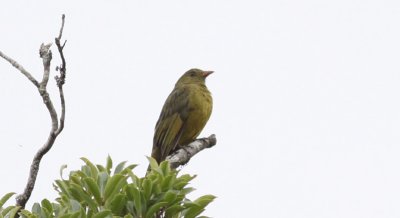 Black-and-Gold Cotinga (female)