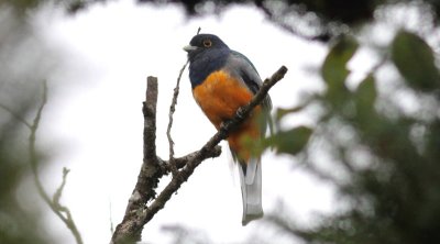 Surucua Trogon