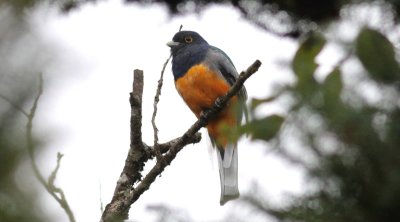 Surucua Trogon