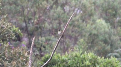 Bare-throated Bellbird (female)