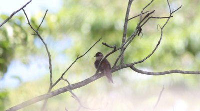 Rufous-fronted (Common) Thornbird