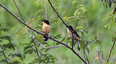 Black-capped Donacobius