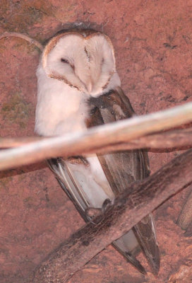 Barn Owl