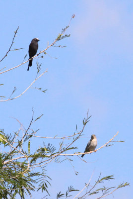Long-tailed Tyrant & female Hooded Tanager