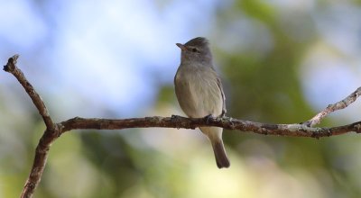 Southern Beardless-Tyrannulet