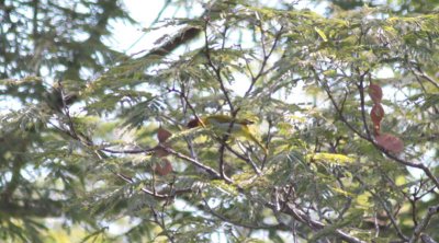 Rufous-headed Tanager