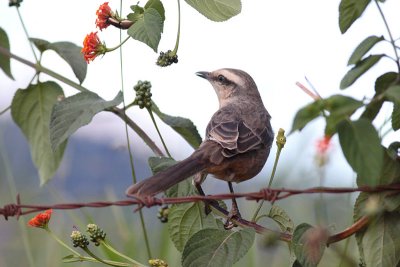 Chalk-browed Mockingbird