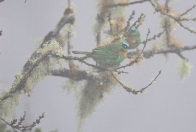 Brassy-breasted Tanager