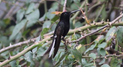 Black Jacobin