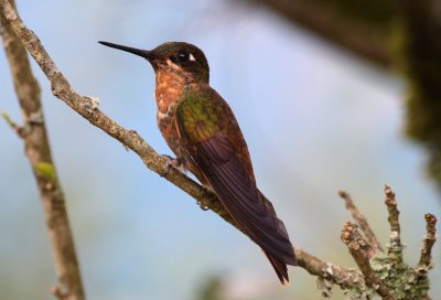 Brazilian Ruby (female)