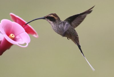 Scale-throated Hermit