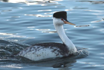 Clark's Grebe