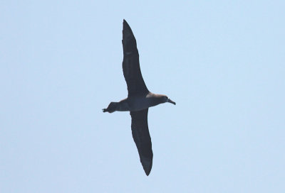 Black-footed Albatross
