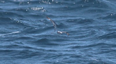 Cook's Petrel
