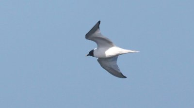 Sabine's Gull