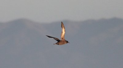 Sooty Shearwater