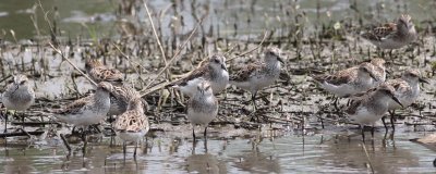 Semipalmated  Sandpipers (Least in background)