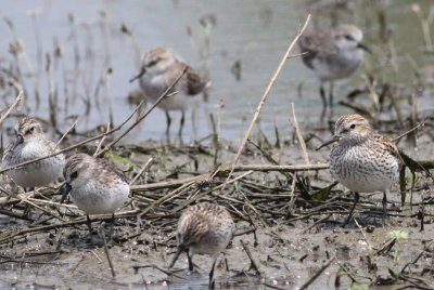 White-rumped & Semipalmated  Sandpipers