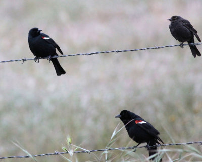Tricolored Blackbirds