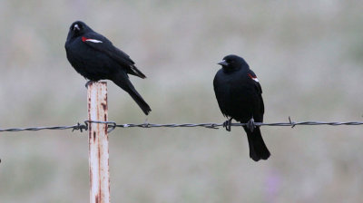 Tricolored Blackbirds