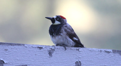 leucistic Acorn Woodpecker