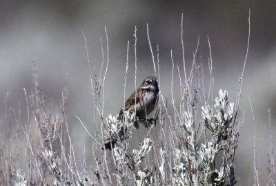 (Bell's) Sage Sparrow