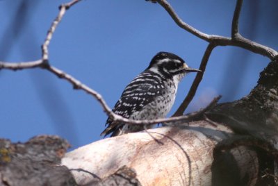 Nuttal's Woodpecker