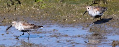 Dunlin