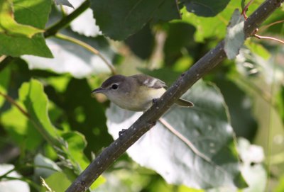 Bell's Vireo