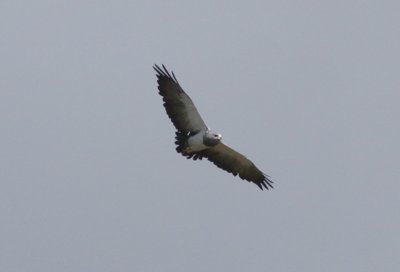 Black-chested Buzzard-Eagle