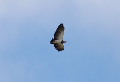 IBlack-chested Buzzard-Eagle